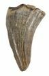 Plesiosaur Tooth - North Sulfur River, Texas #42468-1